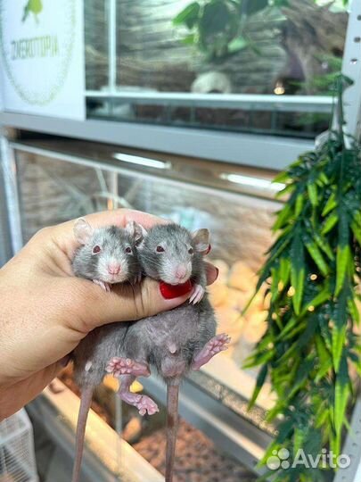 Крыса дамбо Девил Поинт Лонг