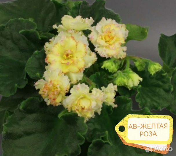 Фиалки сортовые. Пенопластовые шарики