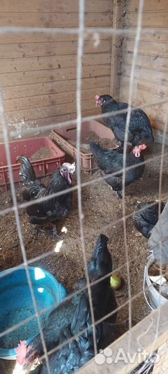 Куры бройлеры живым весом