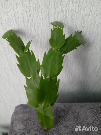 Декабрист шлюмбергера