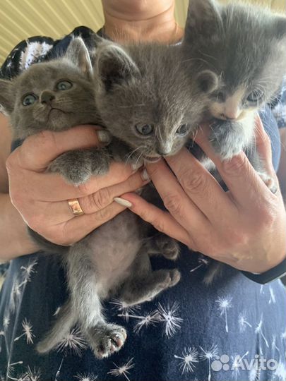 Кошки в добрые руки бесплатно