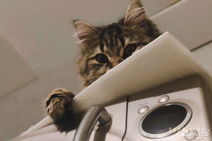 Кошки в добрые руки бесплатно