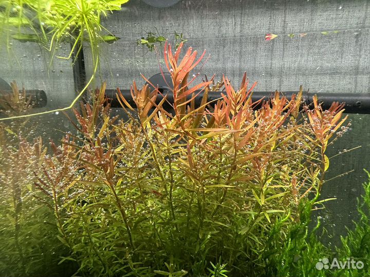 Аквариумные растения разные
