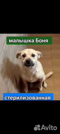 Малышка Боня