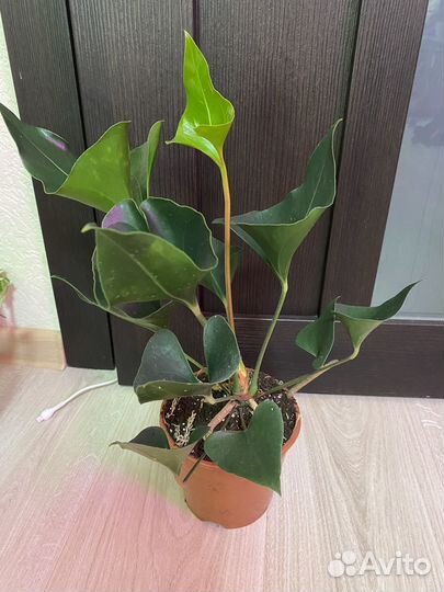 Сингониумы разные. Папоротник