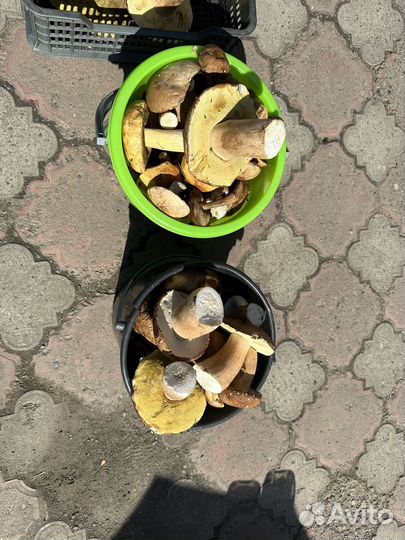 Грибы белые ведро