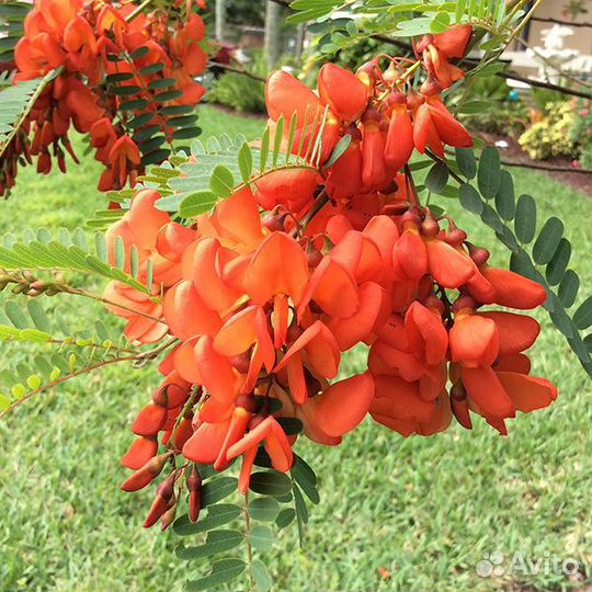 Сесбания пунцовая (лат.Sesbania punicea)