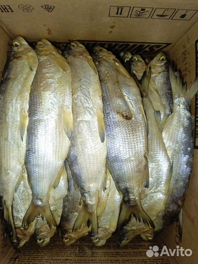 Сиг горячего копчения рыба