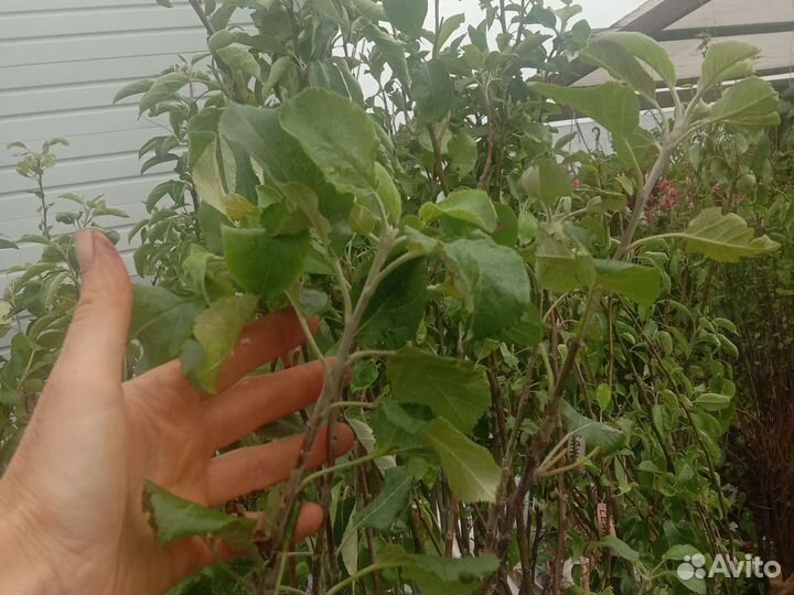 Яблоня, слива, груша, вишня, черешня и др