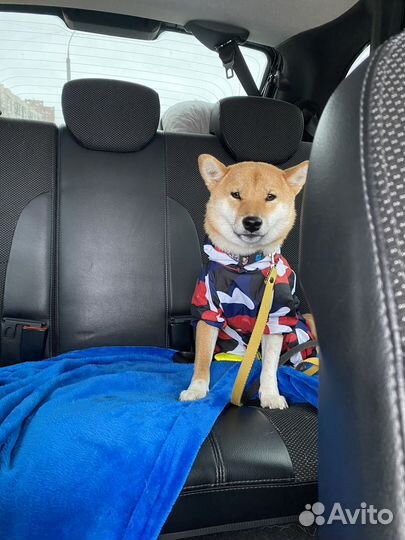 Дождевик для собак