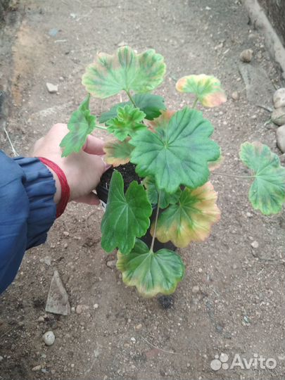 Пеларгония зональная