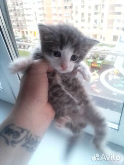 Кошка в дар бесплатно