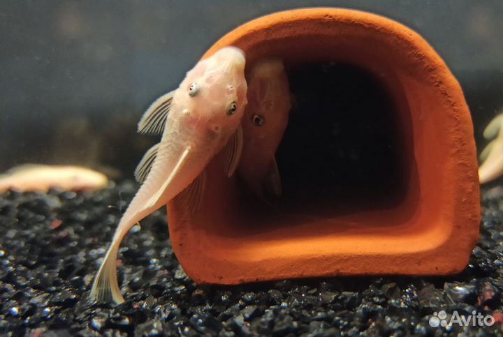 Аквариумные сомики (L-144)