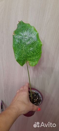 Калатея нетворк