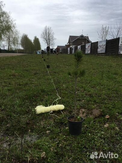 Кедр сибирский