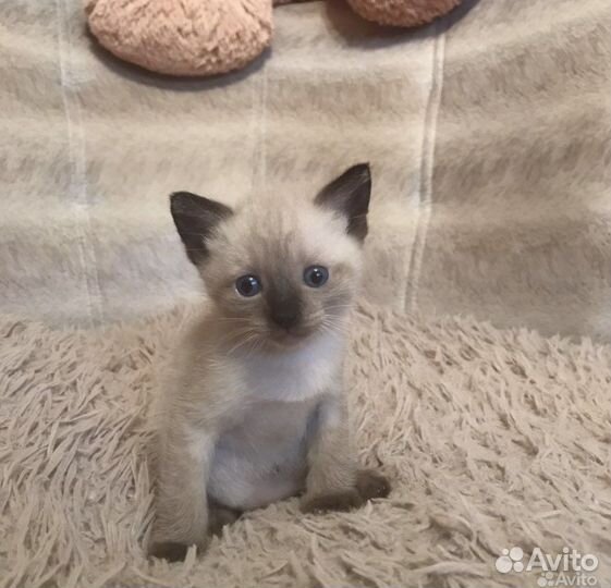 Вислоухие котята