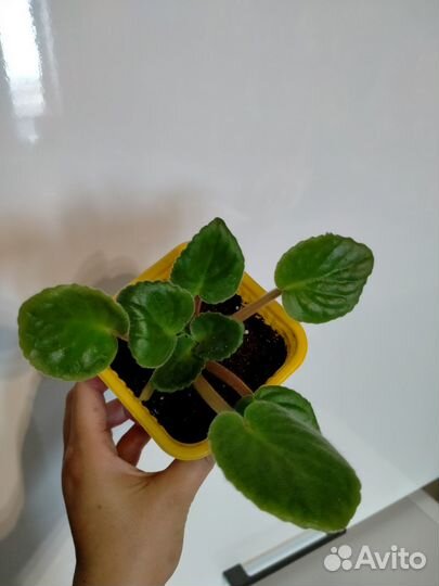 Фиалка в горшках