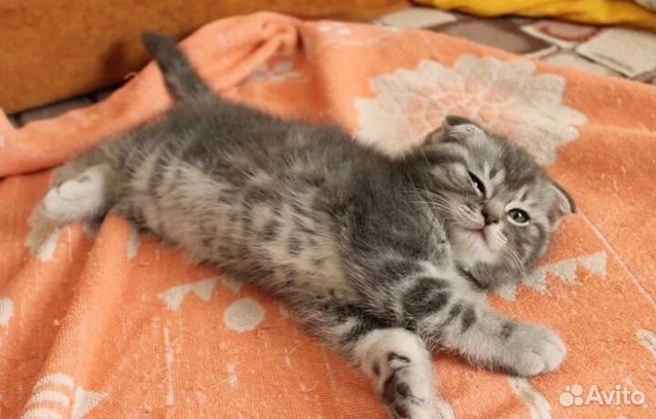 Шотландская