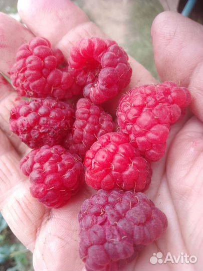 Ремонтантная малина