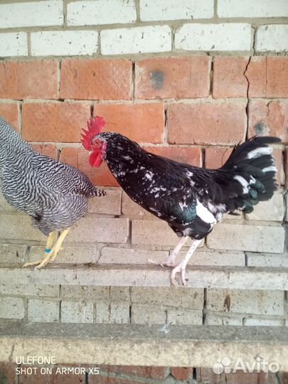Петух Австролорп,Амрокс,Барковский
