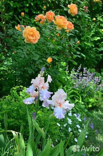 Красота для сада