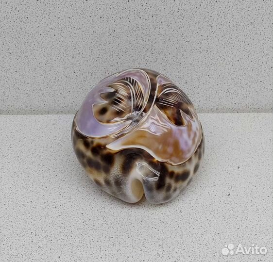 Ципрея роза 9,3 морской сувенир подарок