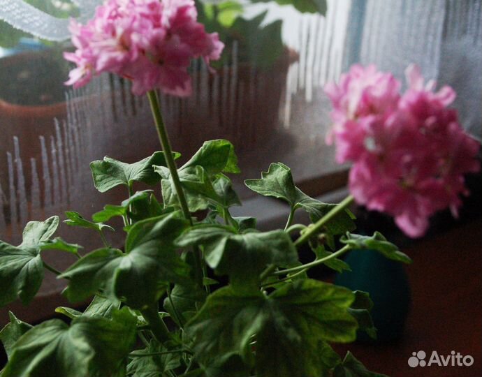 Звездчатые пеларгонии