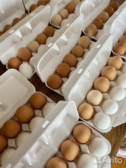 Домашние куриные яйца, мясо бройлера, мясо кролика