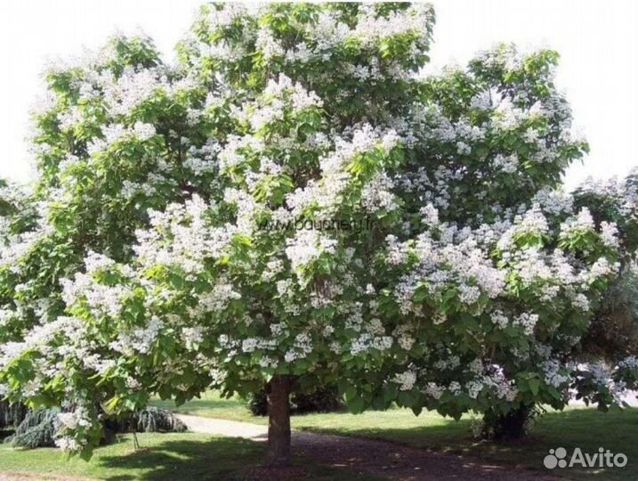 Катальпа прекрасная