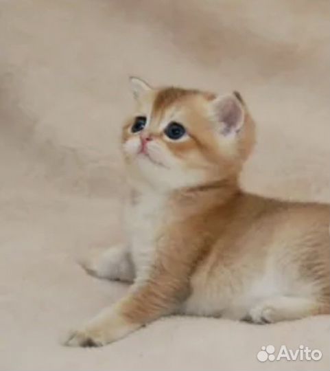 Шикарные котята от шикарных родителей