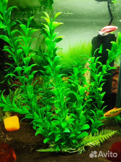 Аквариумные растения