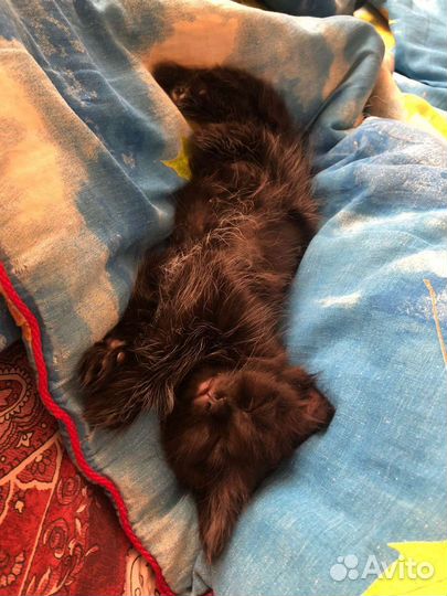 Котята в добрые руки бесплатно