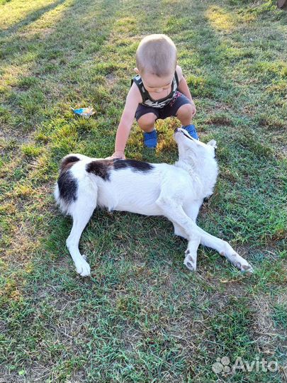 Собака в добрые руки