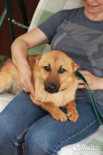 Коротколапый лисенок