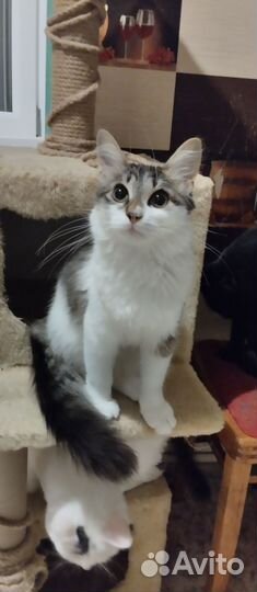 Котята в добрые руки мальчики