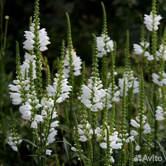 Физостегия виргинская (семена)