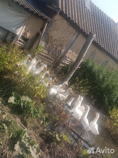 Утки на мясо