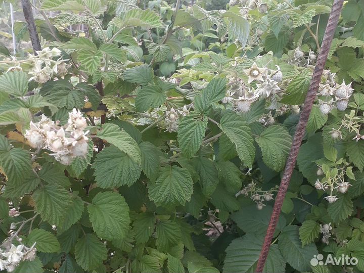 Ремонтантная малина