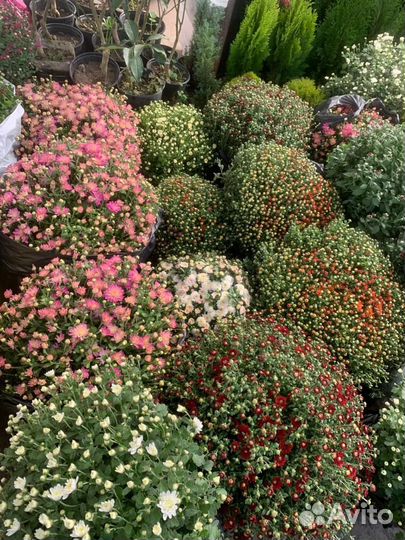 Хвойные и цветущие растения