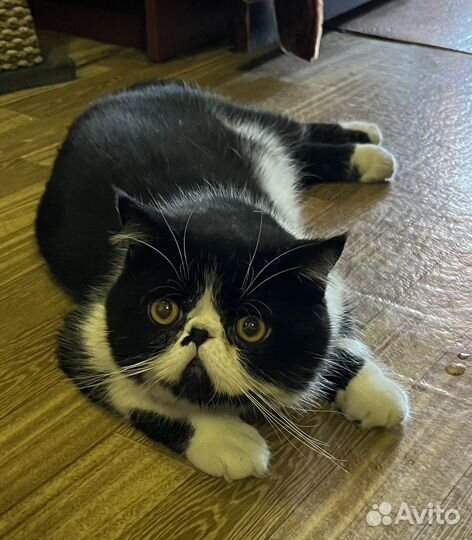 Кот экзот