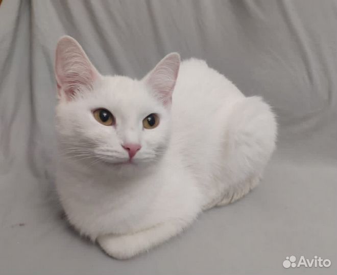 Абсолютно белая молодая кошка в дар