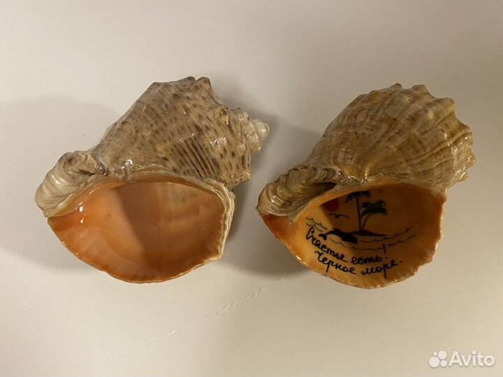 Морские раковины