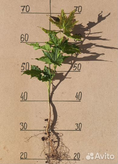 Клен канадский - саженецы