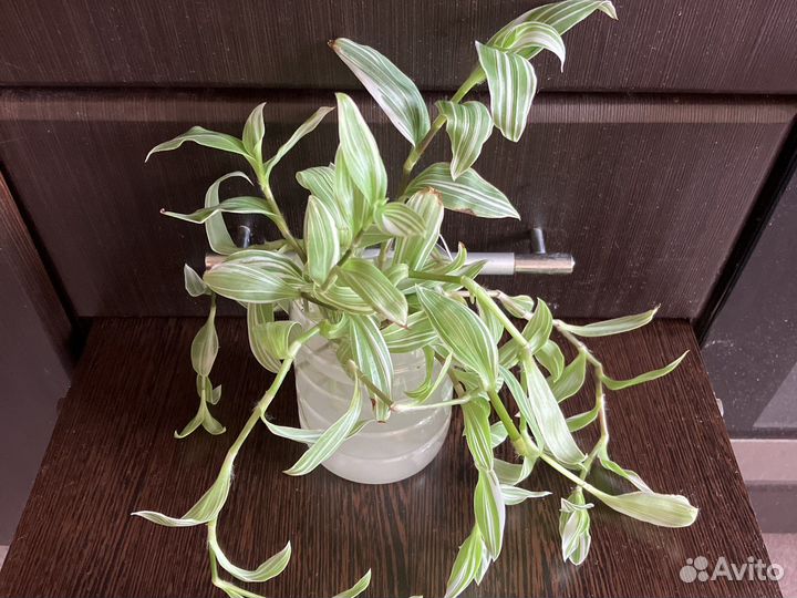 Традесканция