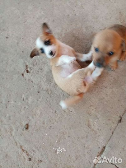 Щенята в добрые руки