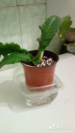 Стрептокарпус Zlotco