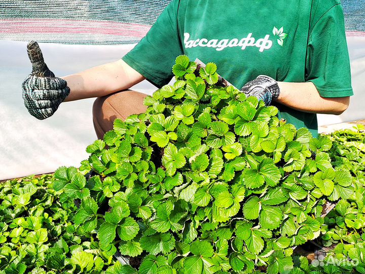 Рассада клубники. Оптом от 128 шт