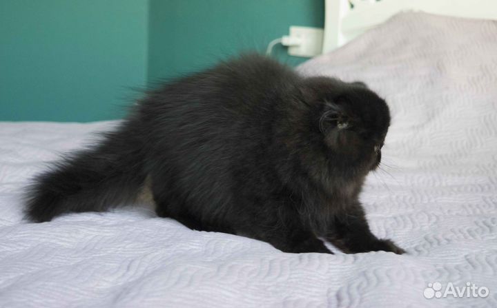 Персидский мальчик черного окраса