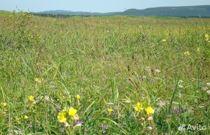 Мёд натуральный опт