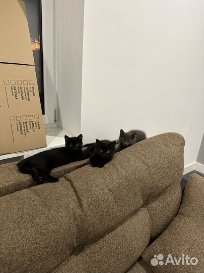 Котята в добрые руки бесплатно